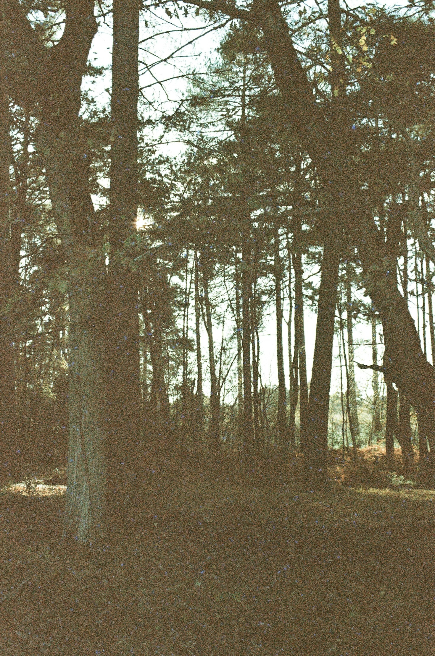 Top Reasons to Visit the Forest of Dean